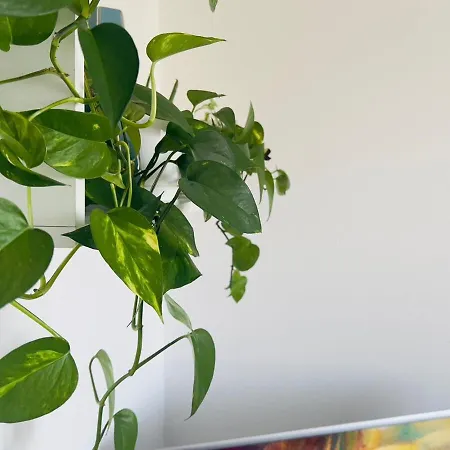 Coolhue Apartment *